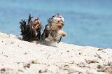 YORKSHIRE TERRIER 126